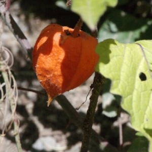 Photographie n°260332 du taxon Physalis alkekengi L. [1753]