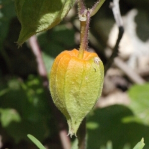 Photographie n°260333 du taxon Physalis alkekengi L. [1753]