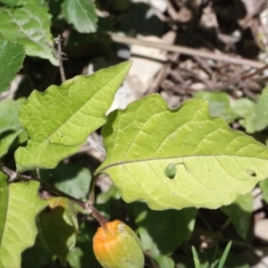 Photographie n°260334 du taxon Physalis alkekengi L. [1753]