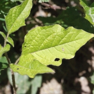 Photographie n°260335 du taxon Physalis alkekengi L. [1753]
