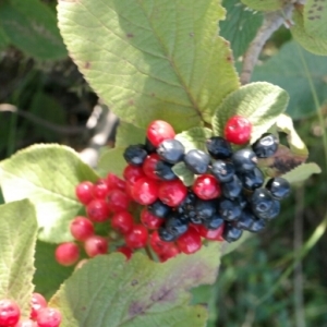 Photographie n°260389 du taxon Viburnum lantana L. [1753]