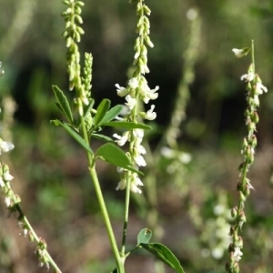 Photographie n°260402 du taxon Melilotus albus Medik. [1787]