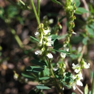 Photographie n°260403 du taxon Melilotus albus Medik. [1787]