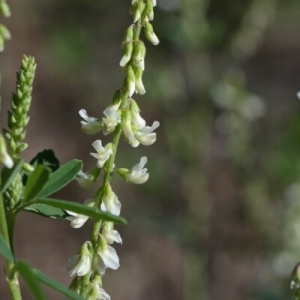 Photographie n°260404 du taxon Melilotus albus Medik. [1787]