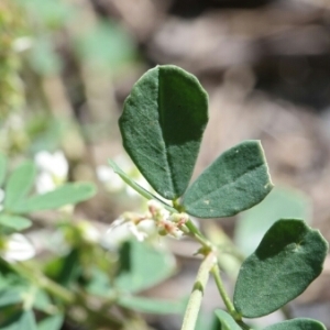 Photographie n°260405 du taxon Melilotus albus Medik. [1787]