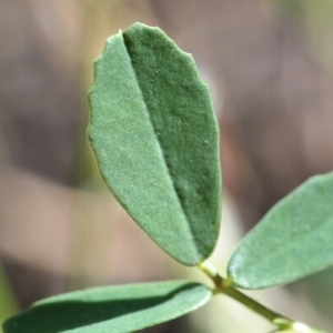 Photographie n°260407 du taxon Melilotus albus Medik. [1787]