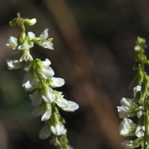 Photographie n°260408 du taxon Melilotus albus Medik. [1787]