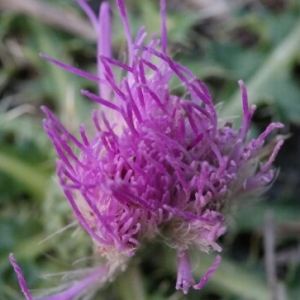 Photographie n°260415 du taxon Cirsium acaule All. [1780]