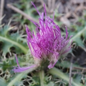 Photographie n°260417 du taxon Cirsium acaule All. [1780]