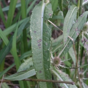 Photographie n°260421 du taxon Dipsacus fullonum L. [1753]