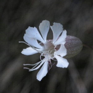 Photographie n°260426 du taxon Silene vulgaris (Moench) Garcke [1869]