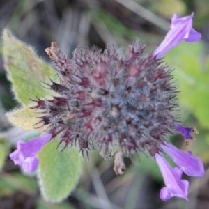 Photographie n°260427 du taxon Clinopodium vulgare L.