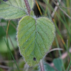 Photographie n°260429 du taxon Clinopodium vulgare L.