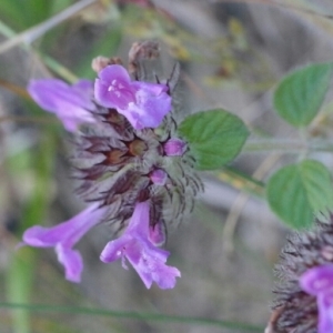 Photographie n°260430 du taxon Clinopodium vulgare L.