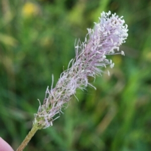 Photographie n°260432 du taxon Plantago media L.