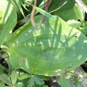 Photographie n°260434 du taxon Plantago media L.