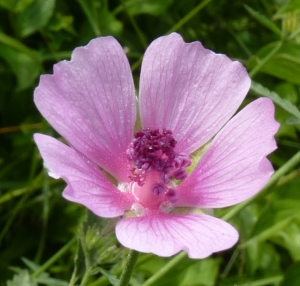 Ans Gorter, le 30 juin 2014 (Labastide-d'Anjou)