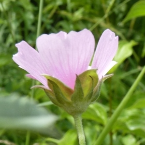 Photographie n°260441 du taxon Althaea cannabina L.