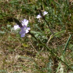 Photographie n°260442 du taxon Verbena officinalis L. [1753]