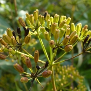  - Bupleurum fruticosum L.