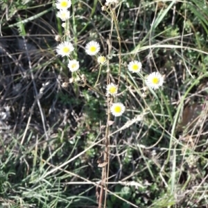 Photographie n°260478 du taxon Erigeron annuus (L.) Desf. [1804]