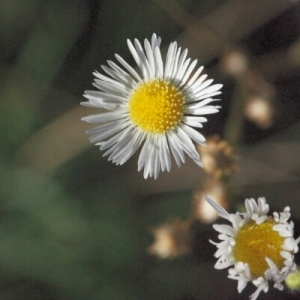 Photographie n°260479 du taxon Erigeron annuus (L.) Desf. [1804]