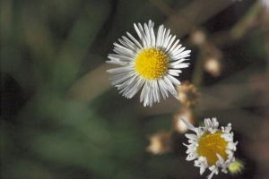Hervé GOËAU, le 16 août 2014 (Mayres-Savel)