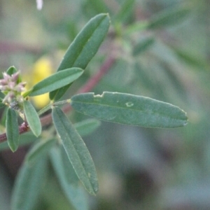 Photographie n°260490 du taxon Melilotus officinalis (L.) Lam. [1779]