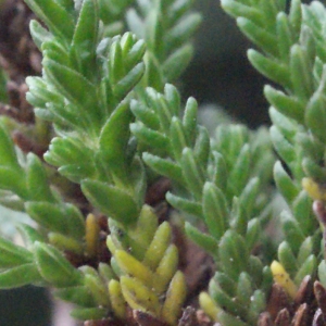 Photographie n°260515 du taxon Calluna vulgaris (L.) Hull