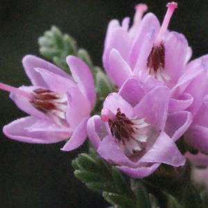 Photographie n°260516 du taxon Calluna vulgaris (L.) Hull