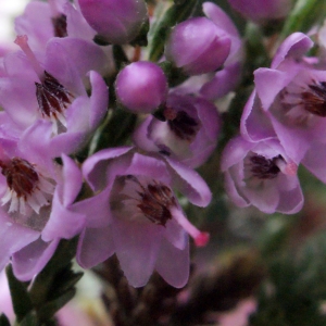 Photographie n°260518 du taxon Calluna vulgaris (L.) Hull