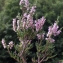  Liliane Roubaudi - Calluna vulgaris (L.) Hull