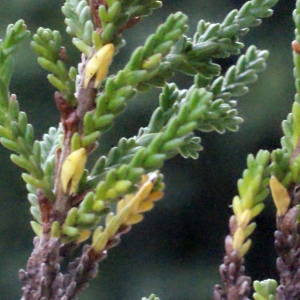 Photographie n°260521 du taxon Calluna vulgaris (L.) Hull