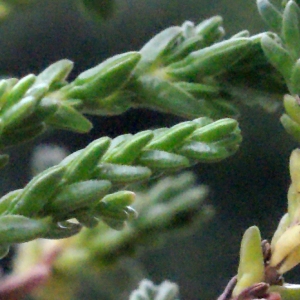 Photographie n°260522 du taxon Calluna vulgaris (L.) Hull