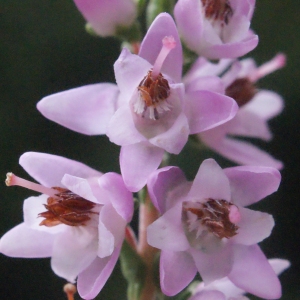 Photographie n°260524 du taxon Calluna vulgaris (L.) Hull