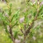  Liliane Roubaudi - Calluna vulgaris (L.) Hull