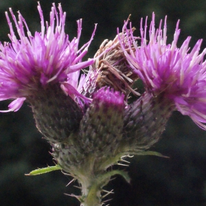 Photographie n°260532 du taxon Cirsium palustre (L.) Scop. [1772]