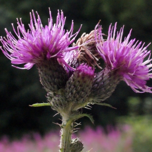 Photographie n°260533 du taxon Cirsium palustre (L.) Scop. [1772]