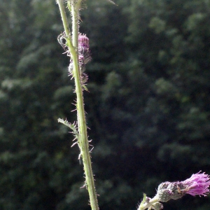 Photographie n°260537 du taxon Cirsium palustre (L.) Scop. [1772]