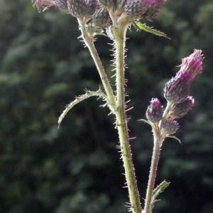 Photographie n°260538 du taxon Cirsium palustre (L.) Scop. [1772]