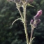  Liliane Roubaudi - Cirsium palustre (L.) Scop. [1772]