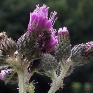 Photographie n°260541 du taxon Cirsium palustre (L.) Scop. [1772]