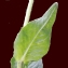  Liliane Roubaudi - Crepis conyzifolia (Gouan) A.Kern. [1872]