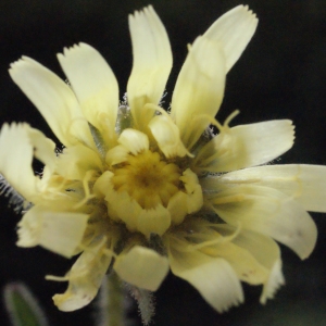 Schlagintweitia intybacea (All.) Griseb. (Épervière à feuilles de chicorée)