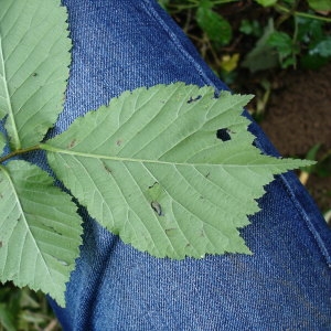 Photographie n°260572 du taxon Ulmus glabra Huds. [1762]