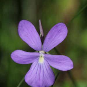 Photographie n°260588 du taxon Viola cornuta L. [1763]