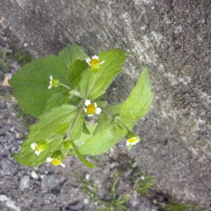 Photographie n°260589 du taxon Galinsoga cilié