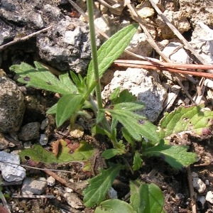 Photographie n°260715 du taxon Scabiosa columbaria subsp. columbaria