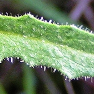 Photographie n°260725 du taxon Picris hieracioides subsp. hieracioides