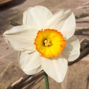 Photographie n°260728 du taxon Narcissus poeticus L. [1753]